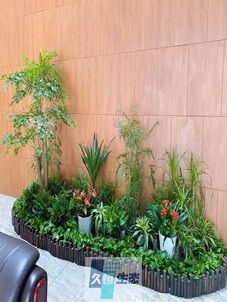 淳安企业大厅绿植组合摆放