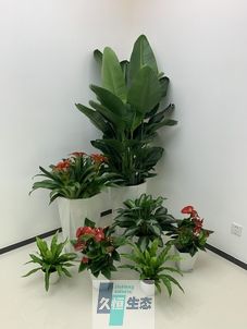 淳安办公室花卉绿植租摆简约组合